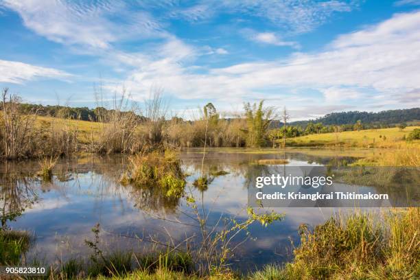 savannah field at thung salaeng luang national park, thailand. - phitsanulok province stock pictures, royalty-free photos & images