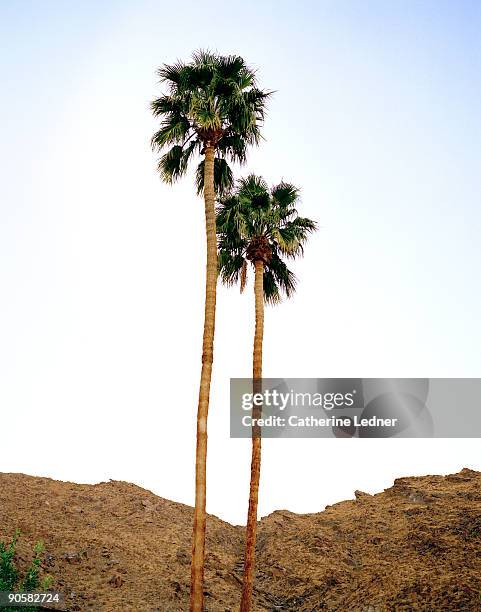 palm trees in palm springs - palm springs california stock-fotos und bilder