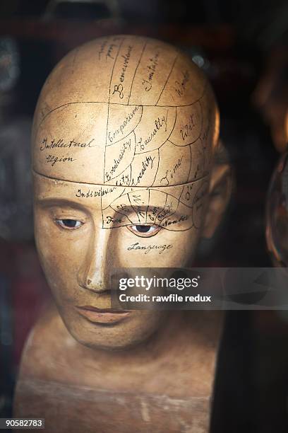 phrenology head - phrenologie stock-fotos und bilder