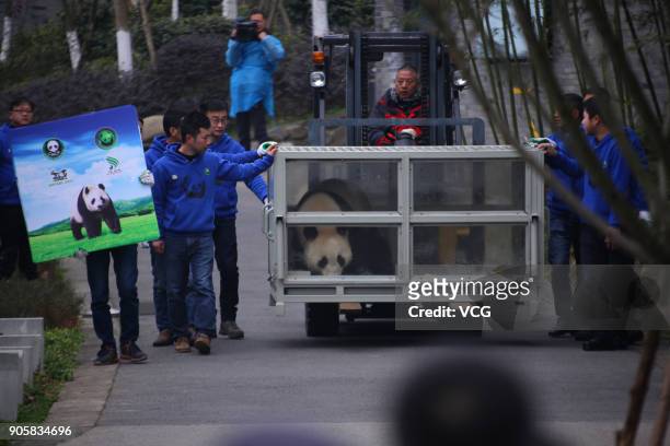 Workers transfer giant pandas 'Jin Bao Bao' and 'Hua Bao' to be sent to Finland at the Dujiangyan base of the China Conservation and Research Center...