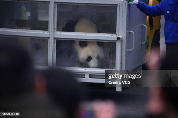 Workers transfer giant pandas 'Jin Bao Bao' and 'Hua Bao' to be sent to Finland at the Dujiangyan base of the China Conservation and Research Center...