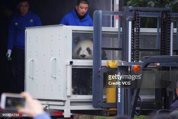 Workers transfer giant pandas 'Jin Bao Bao' and 'Hua Bao' to be sent to Finland at the Dujiangyan base of the China Conservation and Research Center...
