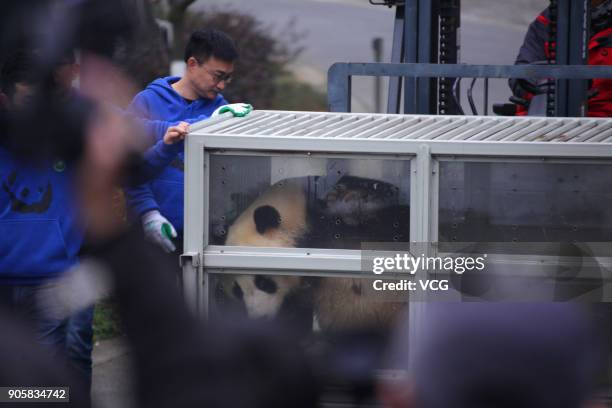 Workers transfer giant pandas 'Jin Bao Bao' and 'Hua Bao' to be sent to Finland at the Dujiangyan base of the China Conservation and Research Center...