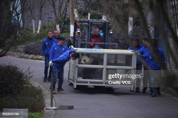 Workers transfer giant pandas 'Jin Bao Bao' and 'Hua Bao' to be sent to Finland at the Dujiangyan base of the China Conservation and Research Center...