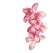 Pink orchids  isolated on  white