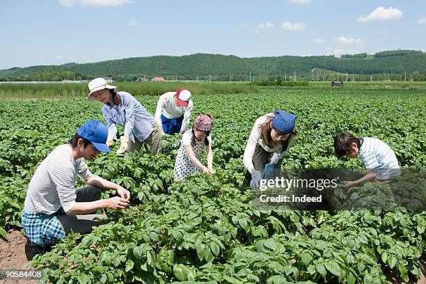 family in potato field - hokkaido potato stock pictures, royalty-free photos & images