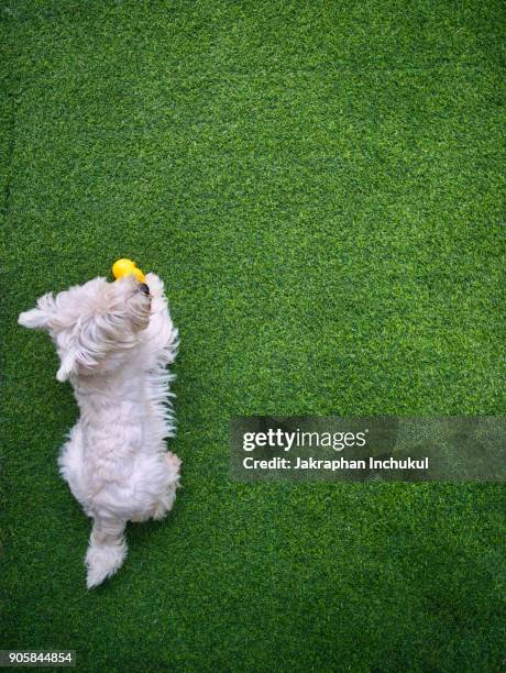 little westie dog - west highland white terrier stock-fotos und bilder