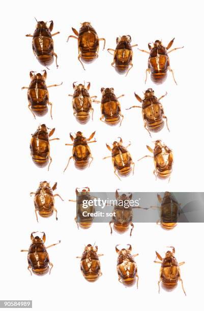 Cicada Shell Pattern 236 Cicada Pattern Stock Photos, High-Res Pictures, and Images - Getty ...