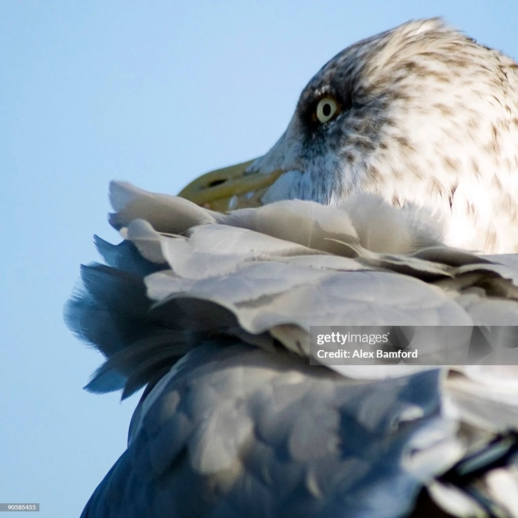 Close up ,Seagull