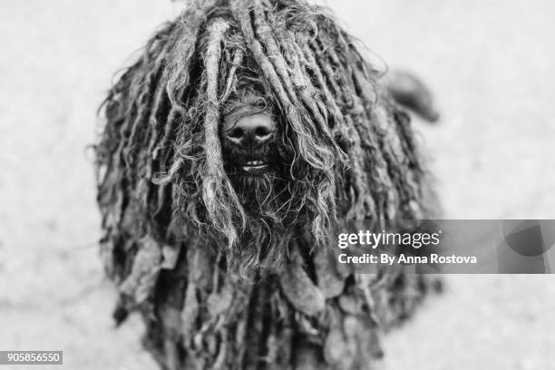 black puli dog sitting outdoors looking at camera - pulis stock pictures, royalty-free photos & images