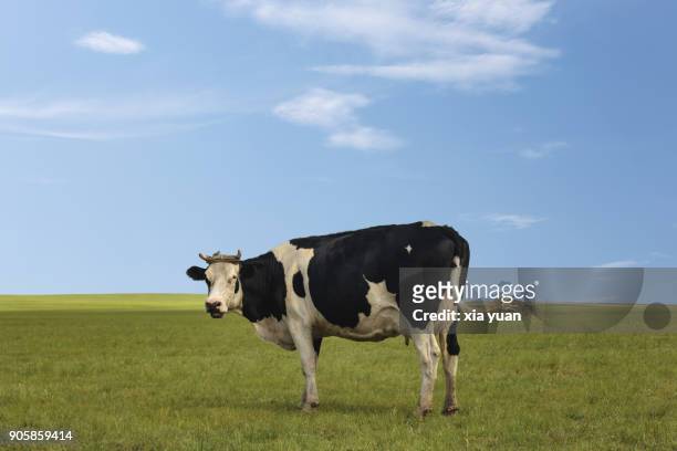 a cow grazing on grasslands - one animal stock pictures, royalty-free photos & images
