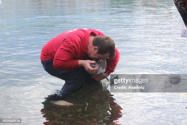 Veterinary gives mouth-to-mouth resuscitation to a wounded dolphin baby in Cinarcik district of Yalova, Turkey on January 17, 2018. Veterinaries...