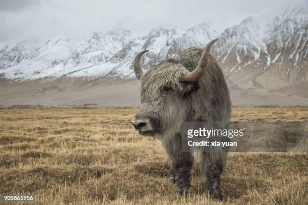 a yak grazing on prairie fields,tashkurgan,china - oxen stock pictures, royalty-free photos & images