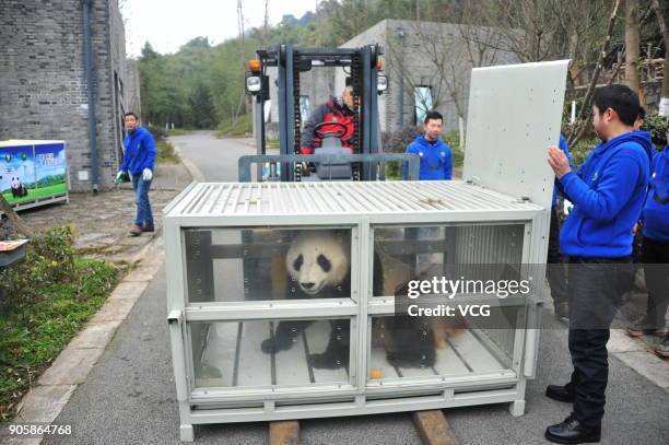 Workers transfer giant pandas2 'Jin Bao Bao' and 'Hua Bao' to be sent to Finland at the Dujiangyan base of the China Conservation and Research Center...