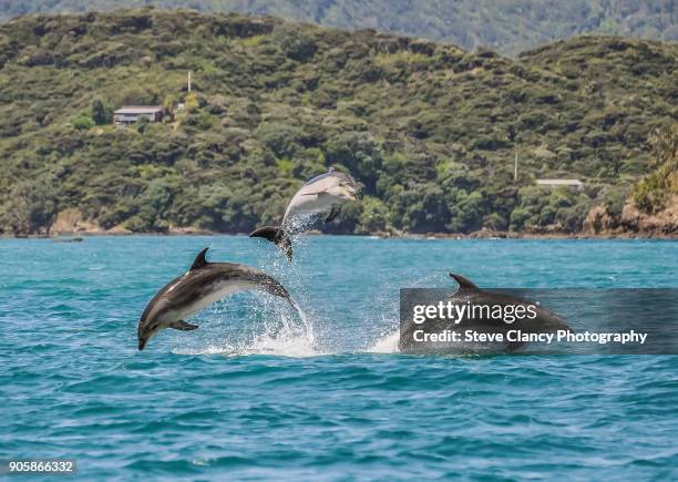 dolphins playing - bay of islands stock pictures, royalty-free photos & images