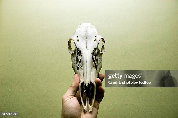 deer skull - animal skull stock pictures, royalty-free photos & images