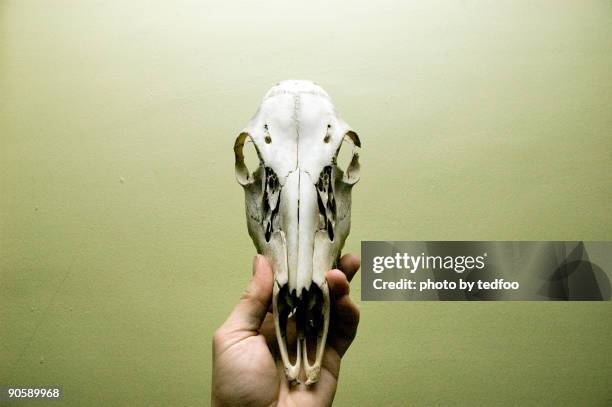 deer skull - deer skull bildbanksfoton och bilder