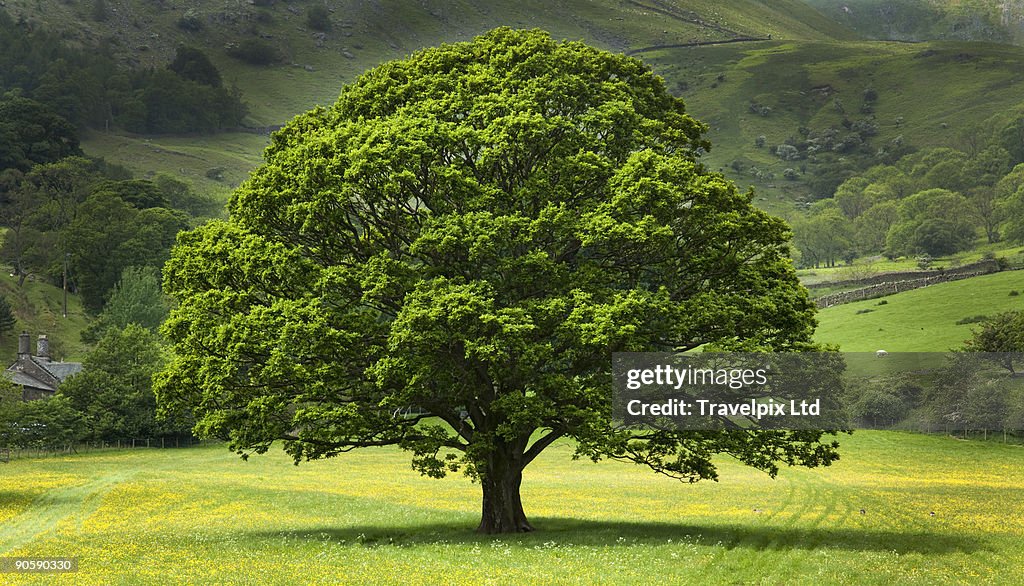 English Oak Tree in field of Buttercups