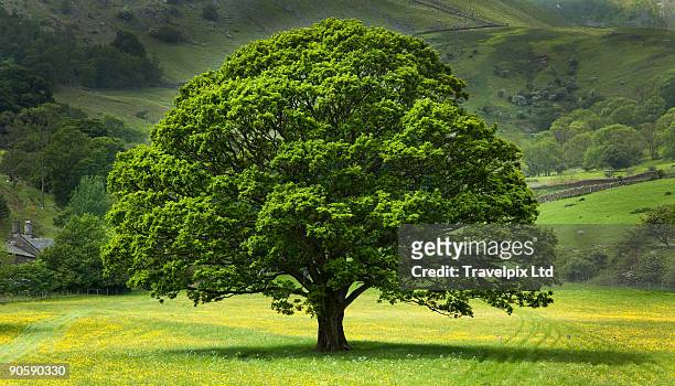 english oak tree in field of buttercups - oak stock-fotos und bilder