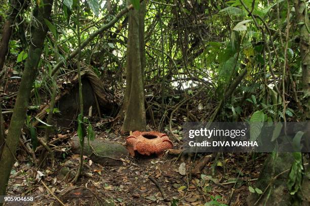 This general view shows a seven-petal giant flower "Rafflesia arnoldii" in the forest in Padang Guci, Bengkulu on Indonesia's Sumatra island on...