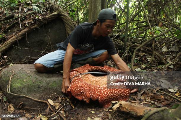 An Indonesian man measures a seven-petal giant flower "Rafflesia arnoldii" in Padang Guci, Bengkulu on Indonesia's Sumatra island on January 17,...