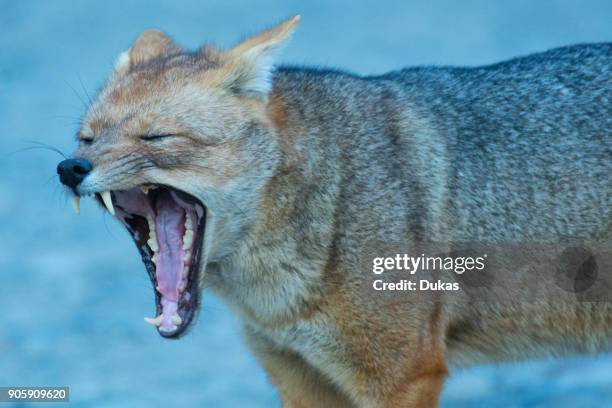 South America, Andes, Patagonia, Argentina, Los Glaciares National Park, Lycalopex griseus, South american grey fox.