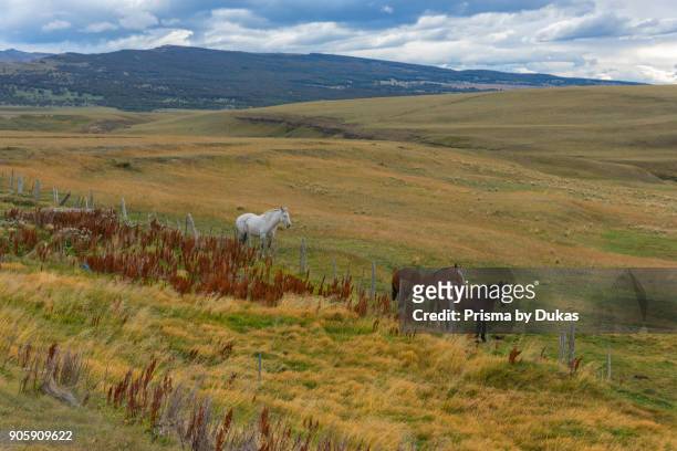 South America, Andes, Patagonia, Argentina, Border to Chile with horses.