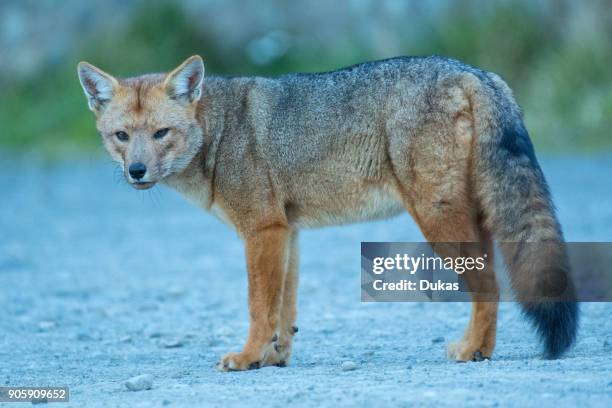 South America, Andes, Patagonia, Argentina, Los Glaciares National Park, Lycalopex griseus, South american grey fox.