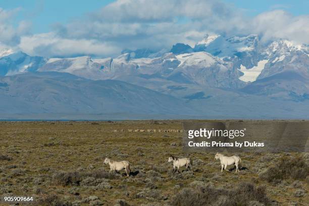 South America, Argentina, Patagonia, Horses and Andes front.