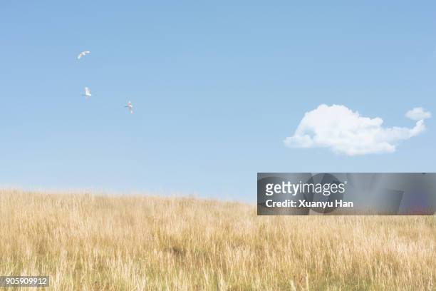 dolphin shaped cloud and a yellow meadow - small group of animals stock pictures, royalty-free photos & images