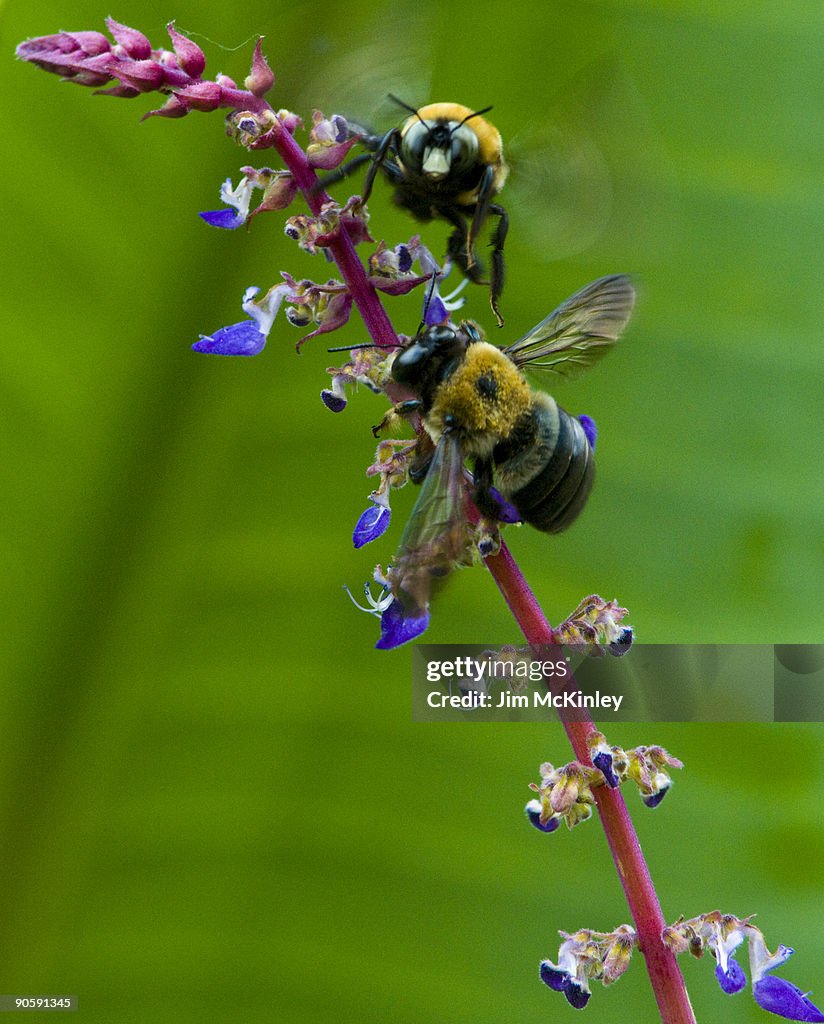 Eastern Carpenter Bee