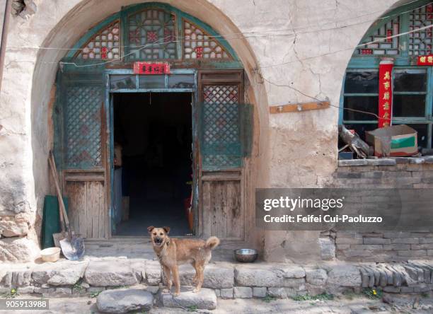 a dog in front a chinese cave house - shaanxi provinz nordostchina stock-fotos und bilder