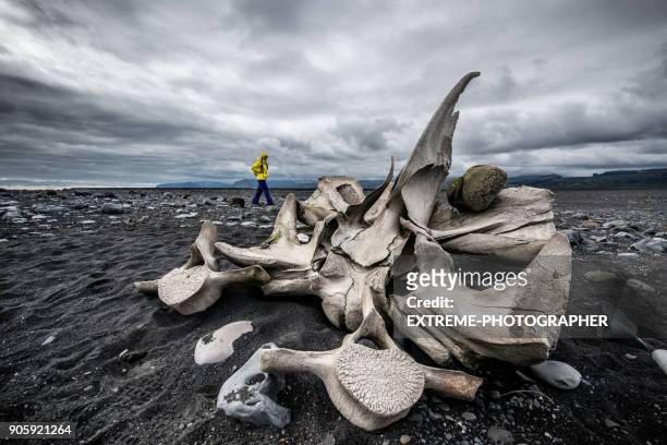 1.967 fotos e imágenes de Bag Of Bones - Getty Images