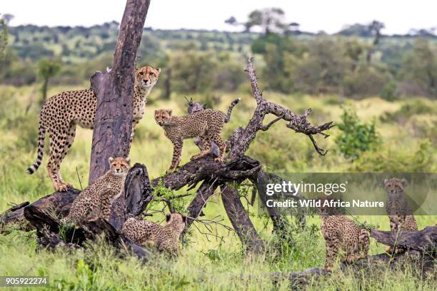 cheetah mom with 5 cubs - cheetah cub stock pictures, royalty-free photos & images