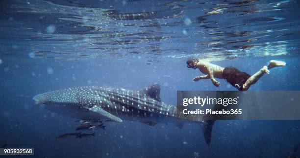 自然の中の幸福: 男は楽しんで自然のスイミングで、絶滅危惧種遠洋サメはクジラ (ジンベイザメ タイプ) - 濾過摂食動物 ストックフォトと画像