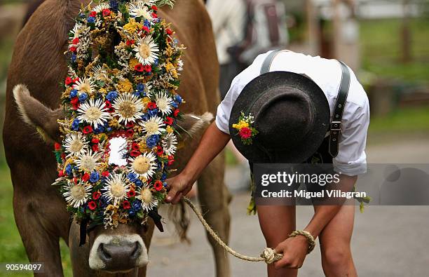 Boy wearing traditional Bavarian clothes stands next to a cow with floral decoration on September 11, 2009 in Bad Hindelang, Germany. Up to 800...