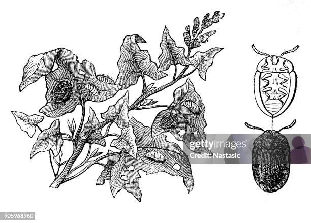tortoise beetle (cassida viridis), larva, pupa - pub food stock illustrations