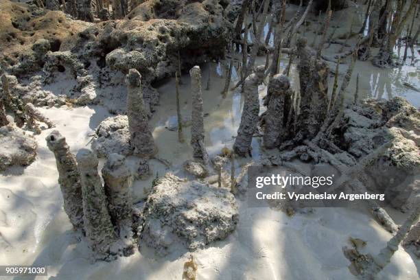 mangrove tree roots on the sandy beach, havelock island - havelock island stock pictures, royalty-free photos & images