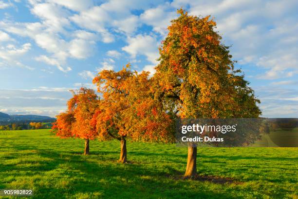 Pear trees in autumn, Switzerland.