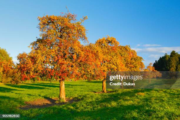 Pear trees in autumn, Switzerland.