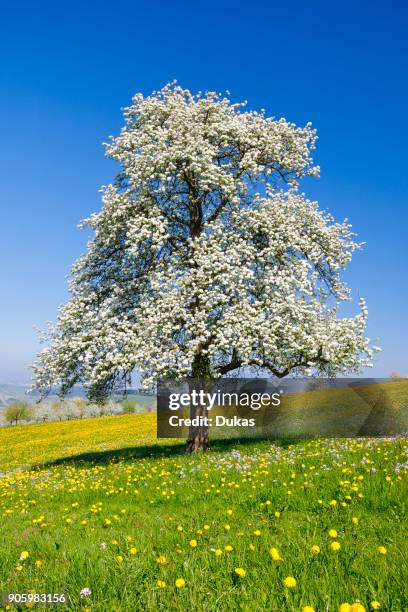 Blossoming pear tree in spring, Switzerland.