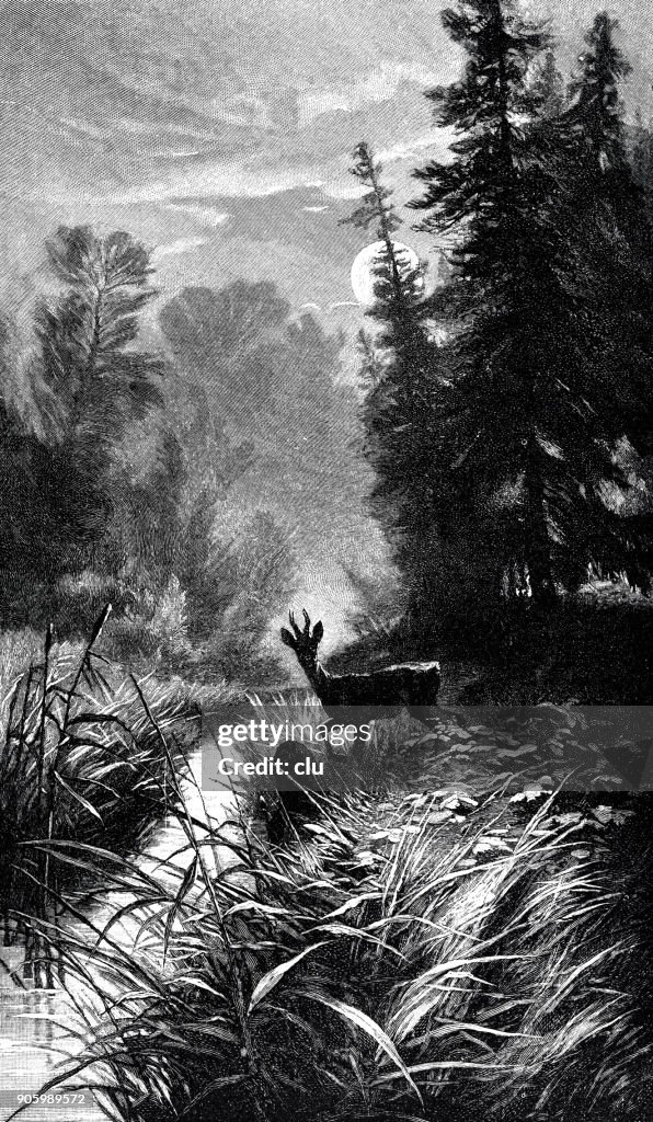 Summer night in the forest: deer walking in the meadow, close to creek