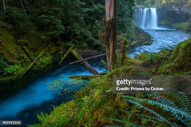 McKenzie River, Willamette National Forest, Cascade Mountains, Oregon, USA.