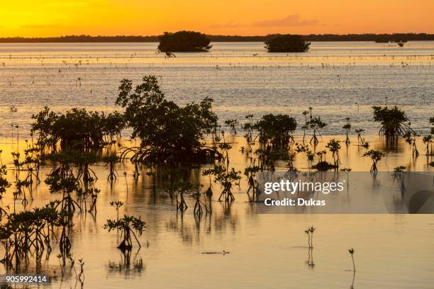 Mangroves on Cayo Coco, province Ciego de Avila, Cuba.