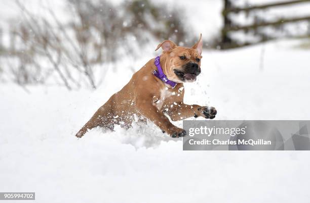 Lucy, a Bull Mastiff enjoys the snow drifts on Divis mountain on January 17, 2018 in Belfast, Northern Ireland. The Met Office has placed an amber...