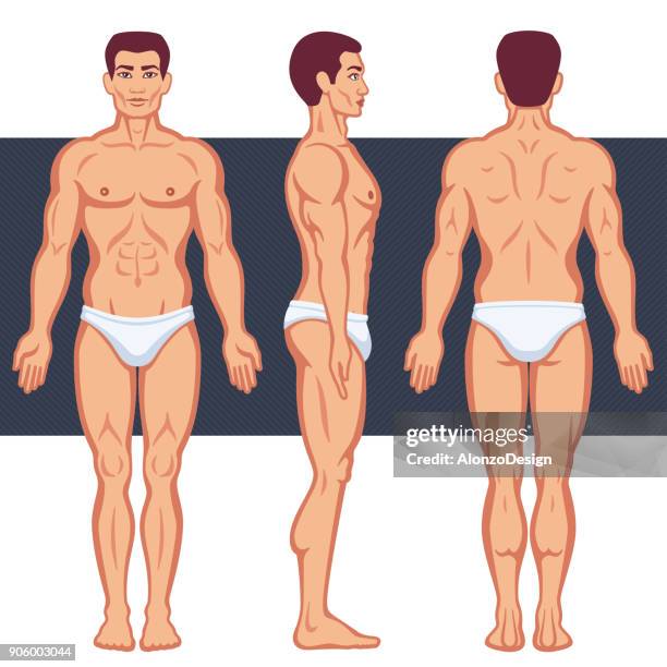 männliche menschliche körper - anatomical model stock-grafiken, -clipart, -cartoons und -symbole