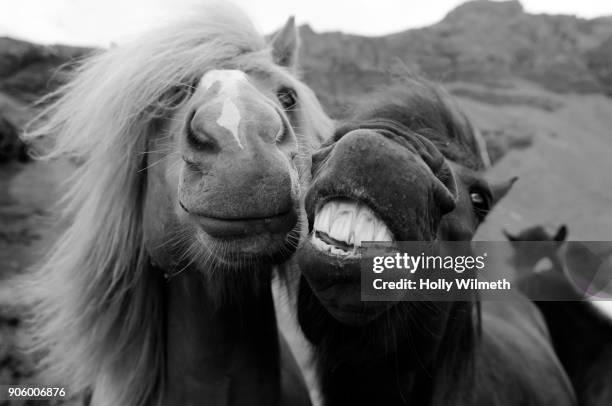 close up of faces of horses - equestrian animal 個照片及圖片檔