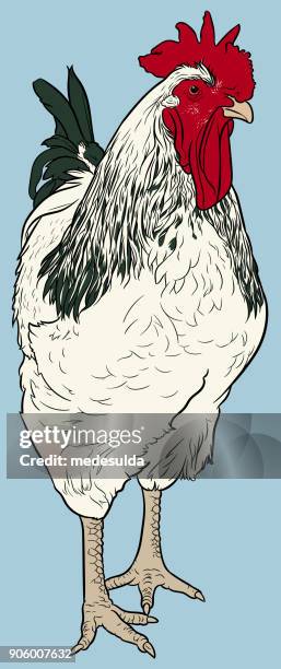 rooster vector - angry rooster stock illustrations
