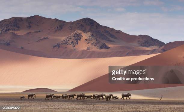 herd of elephants crossing desert - desert elephant stock-fotos und bilder