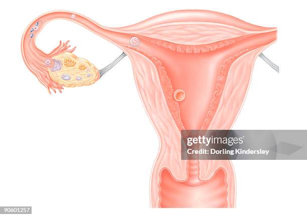digital illustration showing journey of fertilized human egg - egg fertilization stock illustrations
